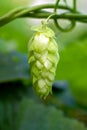 Green hop cones for beer and bread production, closeup. Detail hop cones in the hop field. Agricultural background Royalty Free Stock Photo