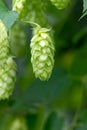 Green hop cones for beer and bread production, closeup. Detail hop cones in the hop field. Agricultural background Royalty Free Stock Photo