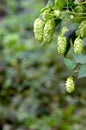 Green hop cones for beer and bread production, closeup. Detail hop cones in the hop field. Agricultural background Royalty Free Stock Photo