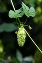 Green hop cones for beer and bread production, closeup. Detail hop cones in the hop field. Agricultural background Royalty Free Stock Photo