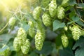 Green hop cones for beer and bread production, closeup. Detail hop cones in the hop field. Agricultural background Royalty Free Stock Photo