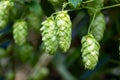 Green hop cones for beer and bread production, closeup. Detail hop cones in the hop field. Agricultural background Royalty Free Stock Photo