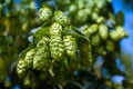 Green hop cones branch taken closeup. Beer production.