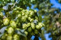 Green hop cones branch taken closeup. Beer production. Royalty Free Stock Photo