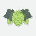 Green Hop Cones. Hop cone logo. Beer Cones Illustration. Three Hops and Leaves. Royalty Free Stock Photo