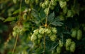 Green hop cones. Raw materials for beer production