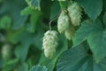 Green hop cones on the vine humulus. Close-up of dry green ripe hop cones. Hops cones or strobiles of the hop plant