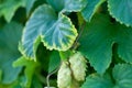 Green hop cones on the vine humulus. Close-up of dry green ripe hop cones. Hops cones or strobiles of the hop plant