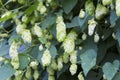 Green hop in early summer in a hope farm