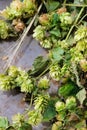 Green hop and ears of barley Royalty Free Stock Photo