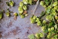 Green hop and ears of barley Royalty Free Stock Photo