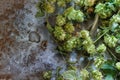 Green hop and ears of barley Royalty Free Stock Photo