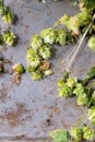 Green hop and ears of barley Royalty Free Stock Photo