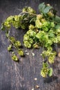 Green hop and ears of barley Royalty Free Stock Photo