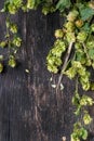 Green hop and ears of barley Royalty Free Stock Photo