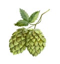 Green hop fruit, beer ingredients, watercolor illustration.