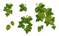 Set; Garland of hops with leaves and cones, isolated. Vector ill Royalty Free Stock Photo