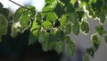 green hop umbels are hanging from a hop plant and glow in the bright sun of the summer day backlit