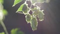 Hops cones in front of backlight - slow motion; hd video shows hops umbels slowly moving in a light breeze