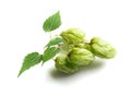 Green Hops Royalty Free Stock Photo