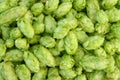 Green hops