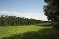 Green fields of hops Royalty Free Stock Photo