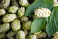 Green hops background