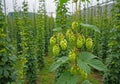 Green hops on the bush. Industrial hop growing Royalty Free Stock Photo