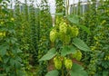 Green hops on the bush. Industrial hop growing Royalty Free Stock Photo