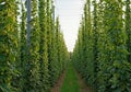 Green hops on the bush. Industrial hop growing Royalty Free Stock Photo