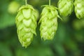 Green hops close up. Green hops is beer ingredient. Green hops agriculture