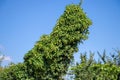 Green hops close up. Green hops is beer ingredient. Green hops agriculture