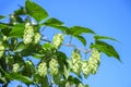 Green hops close up. Green hops is beer ingredient. Green hops agriculture