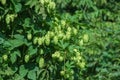 Green hops close up. Green hops is beer ingredient. Green hops agriculture