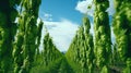 Green hops field. Fully grown hop bines. Hops field in Bavaria Germany. Hops are main ingredients in Beer production