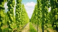 Green hops field. Fully grown hop bines. Hops field in Bavaria Germany. Hops are main ingredients in Beer production