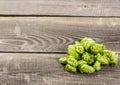 Green hops Royalty Free Stock Photo