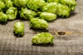 Green hops Royalty Free Stock Photo