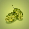 Green hops illustration