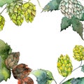 Green hops. Watercolor background illustration set. Frame border ornament square. Royalty Free Stock Photo