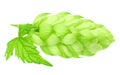 Green hops with green leaves isolated on a white background Royalty Free Stock Photo