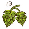 green hops seeds