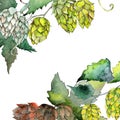 Green hops. Watercolor background illustration set. Frame border ornament square. Royalty Free Stock Photo