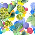 Green hops. Watercolor background illustration set. Seamless background pattern. Royalty Free Stock Photo
