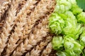 Green hops, wheat ears and grains Royalty Free Stock Photo