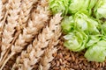 Green hops, wheat ears and grains Royalty Free Stock Photo