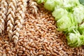 Green hops, wheat ears and grains Royalty Free Stock Photo