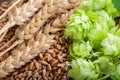 Green hops, wheat ears and grains Royalty Free Stock Photo