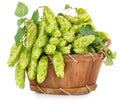 Green hops in a wooden basket Royalty Free Stock Photo