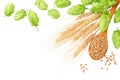 Green hops with wooden spoon, wheat and wheat spikes isolated on a white background. top view Royalty Free Stock Photo